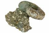 Bumpy Ammonite (Hoploscaphites) With Clams - South Dakota #137286-1